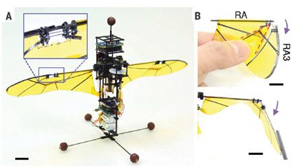 접힘-펼침이 가능한 날개를 장착한 비행로봇(A)과 바깥쪽 날개의 접힘-펼침(B)<건국대학교 제공>