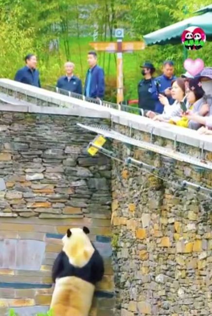 중국 국가감찰기관과 판다기지 상급기관 간 특별회의 개최된지 몇 일후, 판다관리당국 고위간부 7명이 푸바오 방사장을 찾았다.