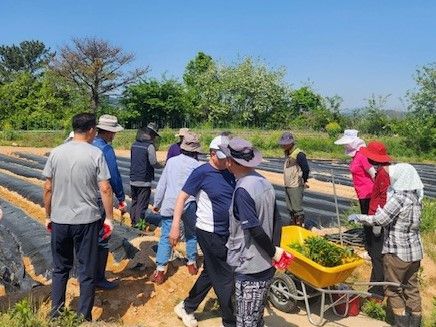 ▲전북자치도 도시민민들이 정읍에서 진행하고 있는 귀농귀촌 체험 프로그램에 참여해 농촌생활을 체험하고 있다. ⓒ정읍시