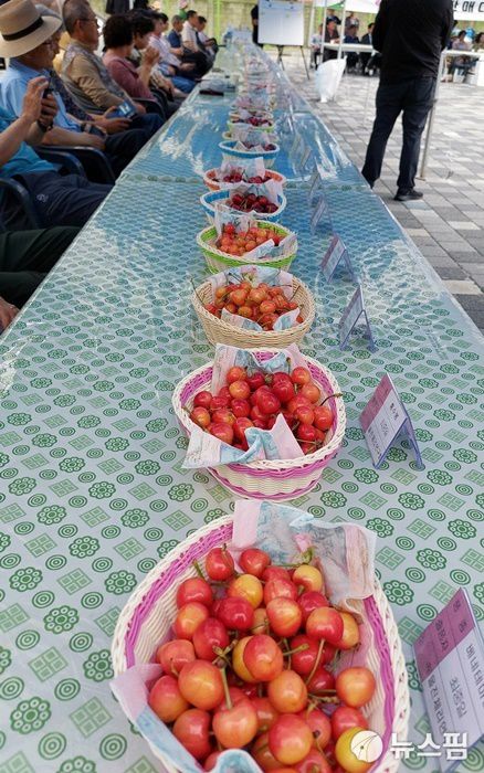 [울진=뉴스핌] 남효선 기자 = 16일 울진읍 소재 '울진바지게시장'에서 열린 '제4회 울진 체리 품평회' 2025.06.16 nulcheon@newspim.com