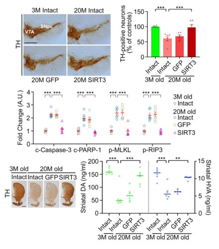 도파민 신경세포 내 항노화 인자 발현 유도에 의한 흑질-선도체 도파민 신경계 보존 효과. (김상룡 교수 제공)