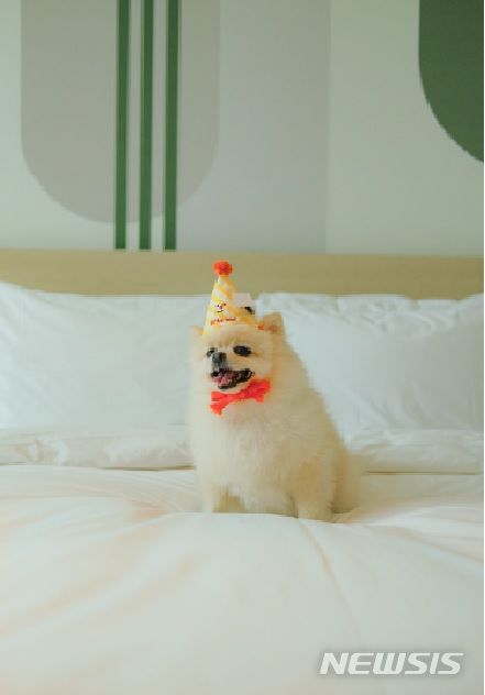 [서울=뉴시스] 이비스 스타일 앰배서더 인천 에어포트 호텔 반려견 객실 사진. (사진=이비스 스타일 앰배서더 인천 제공)