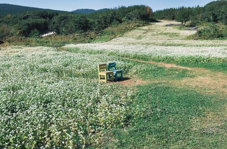 킹덤 촬영지 ‘머체왓숲길’의 꽃과 목장