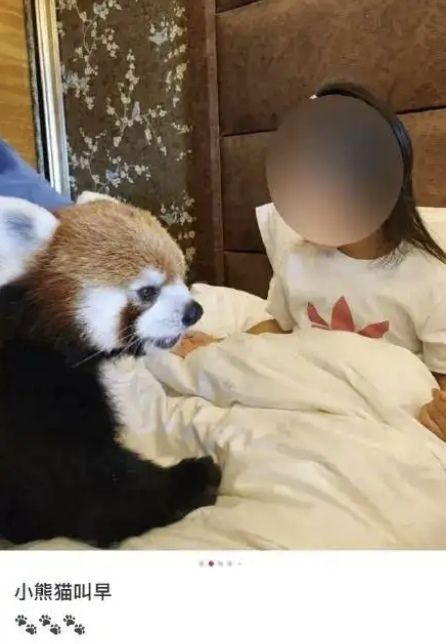 중국 충칭의 한 5성급 호텔에서 투숙객들이 멸종위기 동물인 레서판다를 객실 안에서 만날 수 있도록 하는 룸서비스를 제공하고 있다. 자료 : 중국 소셜미디어