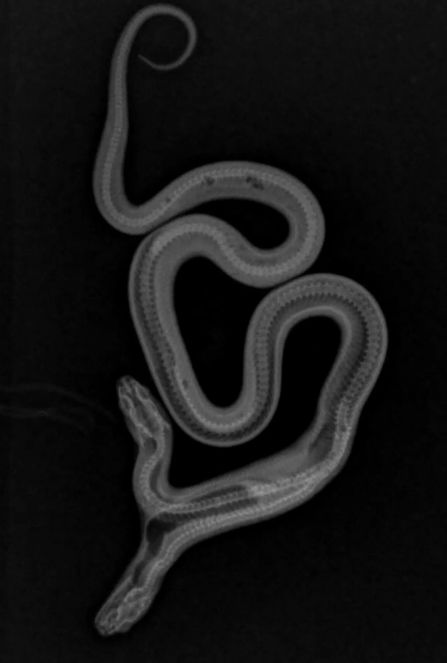 두 개의 머리를 가진 쌍두사 엑스레이. 이스트 베이 비바리움 인스타그램