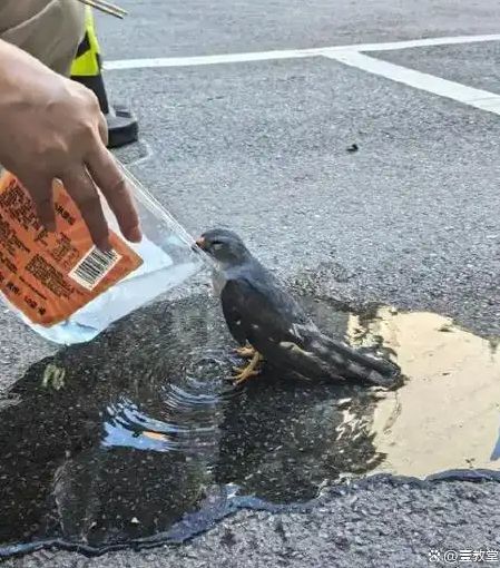 4일(현지시간) 중국 후베이성(省) 우한의 아스팔트 도로 위에서 기절한 채 쓰러져 있던 새가 주민의 도움으로 의식을 회복하고 있다. 웨이보 캡처