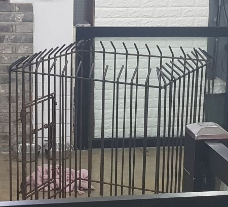 경남 진주에 있는 애견호텔 사장이 곰순이를 가둔 쇠창살 케이지./사진=곰순이 보호자 제공