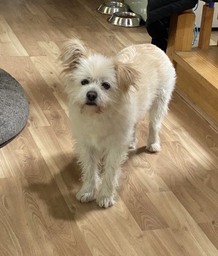 경기도 용인시 함박산에서 올해 2월 잃어버린 똘이의 모습. 가족은 하루도 빠짐없이, 전단지 1만장을 넘게 붙여가며 지금도 똘이를 애타게 찾고 있다. 이 모습을 잘 봐주시고, 아래 전단지 연락처(010-3967-0249)에 제보 바랍니다./사진=똘이 보호자님