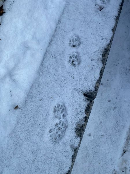 반팔을 입고 실내를 돌아다닐 때 생각이 났고, 미안한 마음이 들었던, 바깥에서 추위와 싸우며 살아가는 존재들. 동네 고양이 발자국./사진=남형도 기자