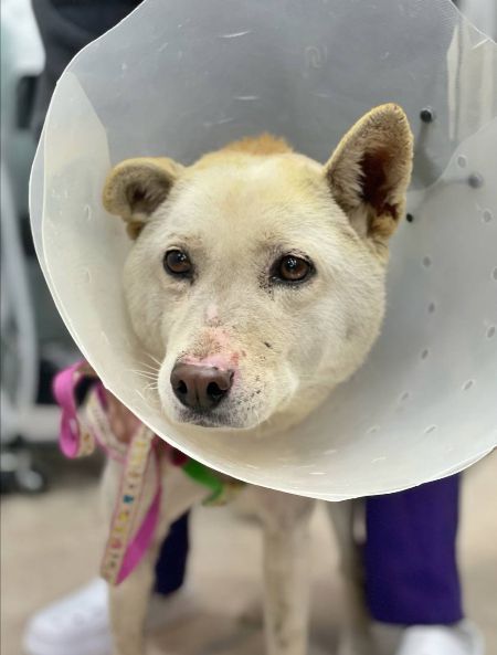 대추의 상처는 많이 아물었다. 집에 돌아가도 될만큼. 그러나 돌아갈 집이 없어서./사진=동물구조단체 도로시지켜줄개(인스타그램@everlove8282)