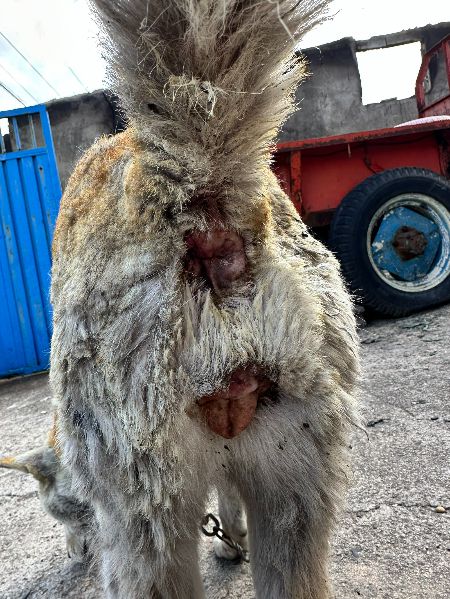 어떤 일을 겪었는지, 애써 묻지 않아도 고스란히 보여주던 대추의 엉덩이 상처./사진=동물구조단체 도로시지켜줄개(인스타그램@everlove8282)