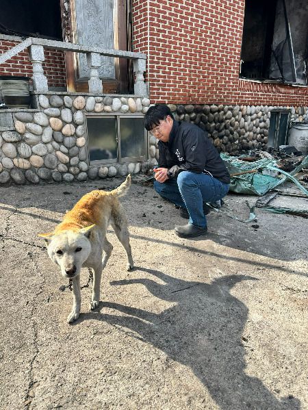 인간으로 인해 그리 아픔을 겪고도, 다시 꼬릴 흔들어주고 귀를 젖혀주는 존재. 그걸 바라보는 이 감정을 어떻게 설명해야 할까./사진=동물구조단체 도로시지켜줄개(인스타그램@everlove8282)