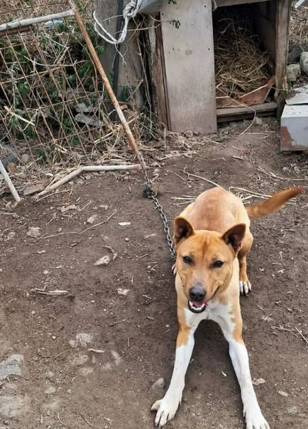 짧은 쇠 목줄에 묶인 개./사진=동물복지문제연구소 어웨어