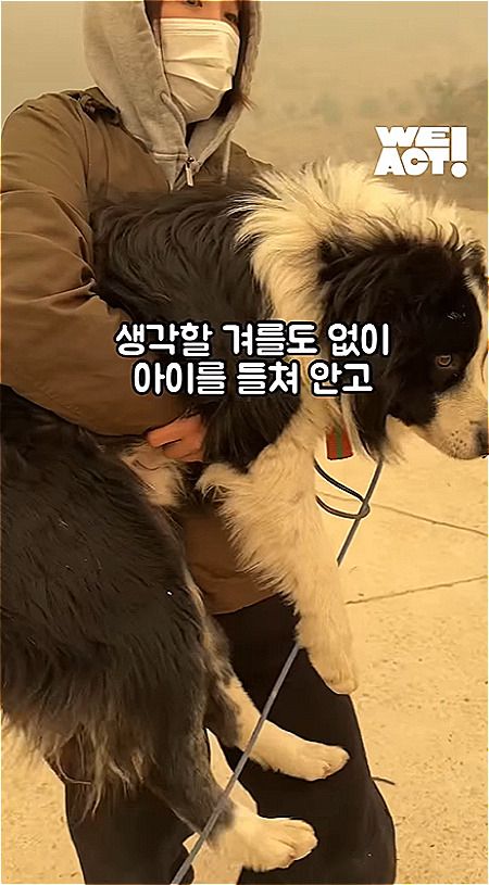 경북 산청에서 구조한 산불 피해견. 희미한 울음 소릴 따라 간 곳에, 숨도 쉬기 힘든 연기 속에 개가 있었다. 꼬릴 흔들며 다가왔다./사진=동물구조단체 위액트(@we.a.c.t)