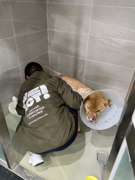 함형선 위액트 대표가 병원에서 산불 피해견의 상처를 살펴보고 있다./사진=남형도 기자