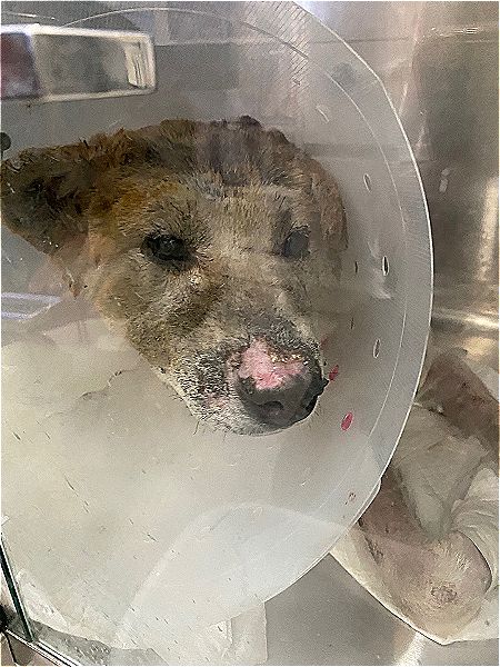 병원에서 만난, 입원 치료를 받고 있던 산불 피해견. 이들은 묻고 있다. 이리 다치지 않기 위해선 어떻게 바뀌어야 하겠느냐고./사진=남형도 기자