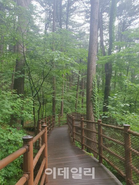 경기 가평 잣향기 피톤치드길. (사진=산림청 제공)