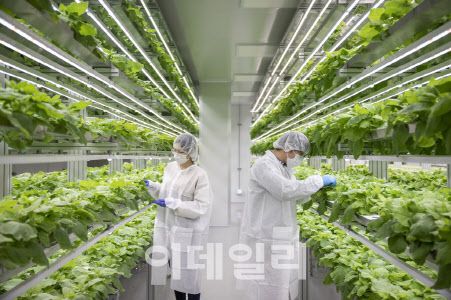 바이오앱 식물 백신 개발 모습 (사진=포스코인터내셔날)