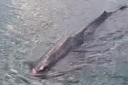 13일 오전 부산 대변항에서 발견된 몸 길이 7m 짜리 향고래 1마리가 헤엄을 치고 있다. /울산해경