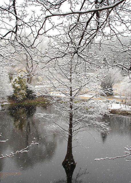 작은연못 한가운데에서 자라는 낙우송. 천리포수목원 제공