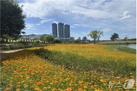화명생태공원 연꽃단지 황화코스모스단지.(부산시 제공. 재판매 및 DB금지)