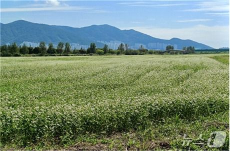 삼락생태공원 철새먹이터 메밀꽃밭.(부산시 제공. 재판매 및 DB금지)
