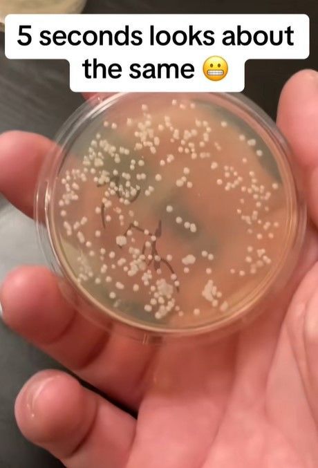 [서울=뉴시스] 미국 시카고 미생물학자 니콜라스 아이허는 5초 법칙을 증명하기 위한 실험을 진행했다.(사진=틱톡 갈무리) *재판매 및 DB 금지