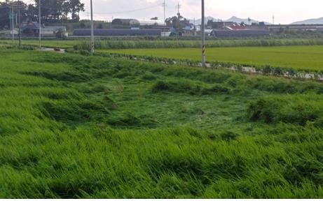 강풍에 쓰러진 벼[전북도청 제공. 재판매 및 DB 금지]