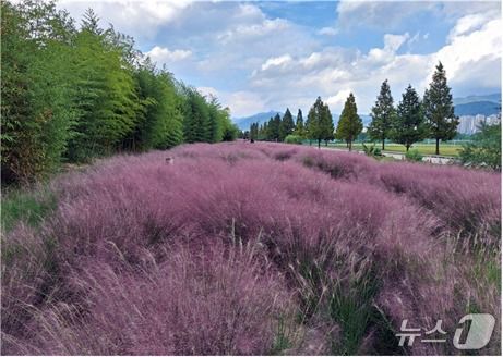 대저생태공원 핑크뮬리단지.(부산시 제공. 재판매 및 DB금지)