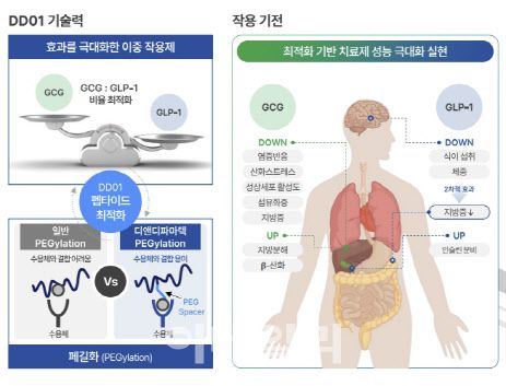 디앤디파마텍이 개발 중인 MASH 치료제 DD01 (자료=디앤디파마텍)