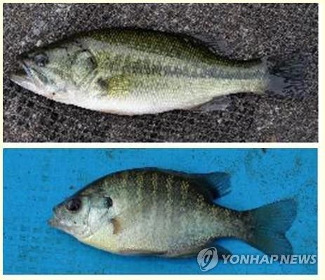 배스(위)와 블루길[연합뉴스 자료사진]