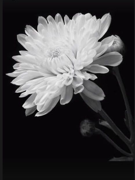 안성기 추모 국화꽃 사진[배우 이영애 인스타그램 캡처. 재판매 및 DB 금지]