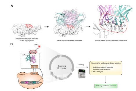 갤럭스 디자인으로 신약 푸보물질을 도출하는 과정  (그래픽=갤럭스)