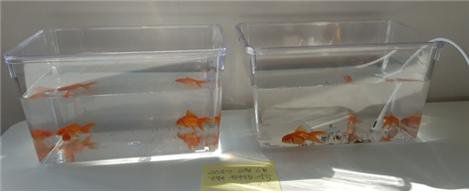 금붕어 배설물 실험. 접지가 안된 왼쪽 어항에는 배설물이 없는 반면, 접지된 오른쪽 어항에는 금붕어 배설물이 많다. 맨발걷기국민운동본부 제공