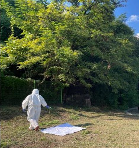 진드기 채집[대구시 제공. 재판매 및 DB 금지]