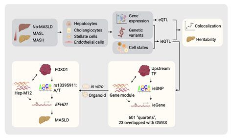 단일세포 전사체 데이터와 전장유전체 분석법을 결합한 분석 흐름.