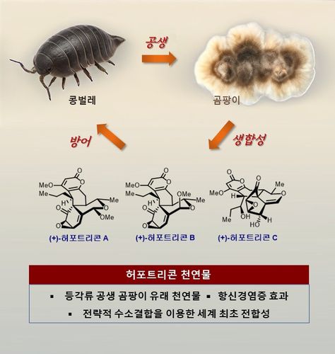 연구 모식도[KAIST 제공. 재판매 및 DB 금지]