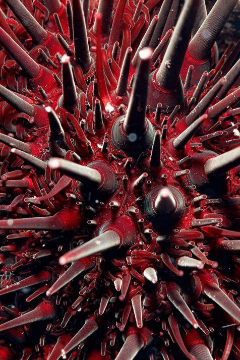 미래도시의 첨탑? 뾰족하게 솟은 성게의 가시들. Sayaka Ichinoseki | Numazu, Japan