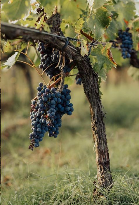 비냐 델 라고 포도.