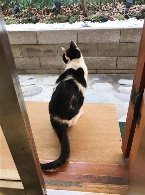 문 대통령의 반려묘 ‘찡찡이’ - 청와대가 12일 사회관계망서비스(SNS)를 통해 문재인 대통령이 반려견, 반려묘와 함께 설 명절을 보내는 모습을 공개했다. 문 대통령은 고양이 찡찡이, 풍산개 마루와 곰이, 입양한 유기견 토리를 키우고 있다. 사진은 반려묘 찡찡이.2021.2.12 청와대 제공