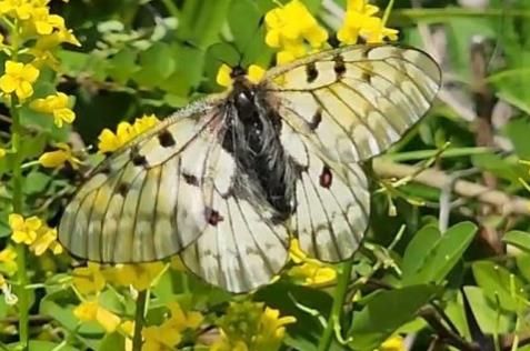 붉은점모시나비는 현재 강원 삼척시, 경북 의성군, 충북 영동군 등 일부 지역에서만 발견될 정도로 서식처 수가 크게 감소했다. 환경부 제공붉은점모시나비는 현재 강원 삼척시, 경북 의성군, 충북 영동군 등 일부 지역에서만 발견될 정도로 서식처 수가 크게 감소했다. 환경부 제공