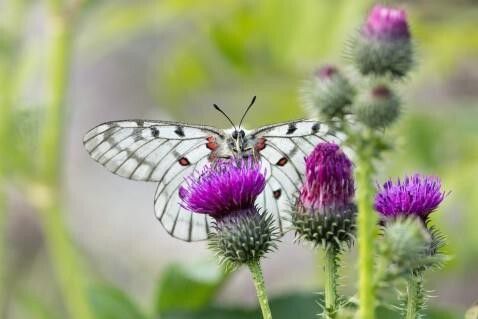 붉은점모시나비. 환경부 국립생태원 제공