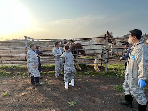 제주도 관계자들이 일본으로 수출되는 제주산 비육마를 보고 있다. 사진 제주도