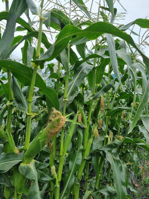 대학교수가 연구 개발한 품종이라고 ‘대학찰옥수수’라는 이름이 붙었다. 괴산의 대표 여름작물이다. 필자 제공