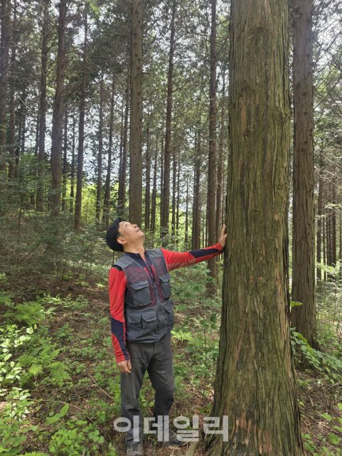 서승욱 백이산편백 대표가 아버지인 고(故) 서삼모 선생이 식재한 편백나무를 봐라보고 있다. (사진=박진환 기자)