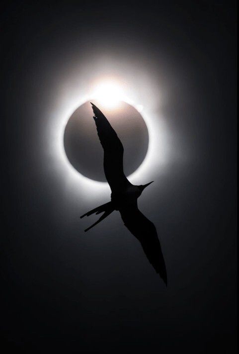 개기일식에 비상하는 바닷새 군함조. Liron Gertsman | Big picture