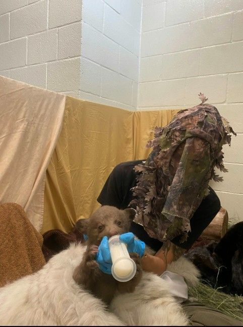 위장용 마스크 쓰고 '베이비 베어'에게 먹이를 먹이는 동물보호사. 샌디에이고 동물보호협회