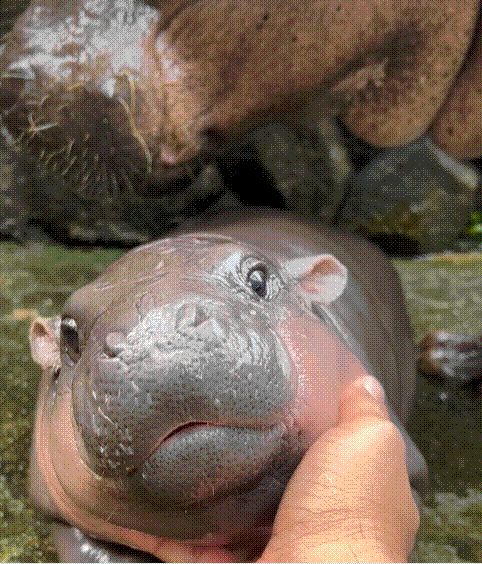 사육사가 무뎅을 어루만지고 있다. /페이스북