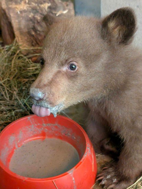 먹이 먹는 '베이비 베어'[샌디에이고 동물보호협회 제공. 재배포 및 DB 금지]
