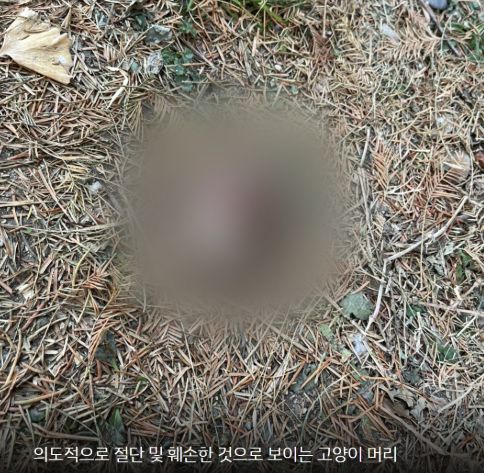 지난 1월에는 서울 압구정의 한 아파트에서 길고양이를 학대하고 절단한 머리를 투기한 사건이 벌어지기도 했다. [동물자유연대]